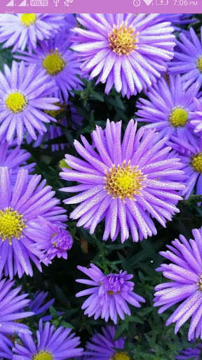 Emulate Android APK Aster Flower Wallpaper Emulate Android APK Aster Flower Wallpaper