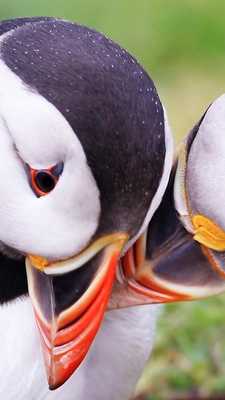 Emulate Android APK Atlantic Puffin Wallpapers HD Emulate Android APK Atlantic Puffin Wallpapers HD