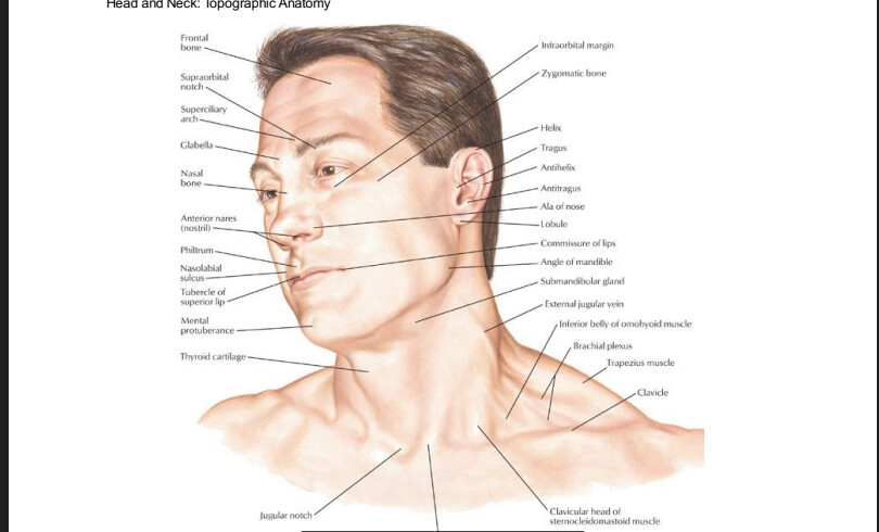 Run android online APK Atlas of Human Anatomy from MyAndroid or emulate Atlas of Human Anatomy using MyAndroid Run android online APK Atlas of Human Anatomy from MyAndroid or emulate Atlas of Human Anatomy using MyAndroid