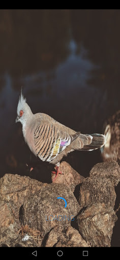 Run android online APK Australian Bird from MyAndroid or emulate Australian Bird using MyAndroid