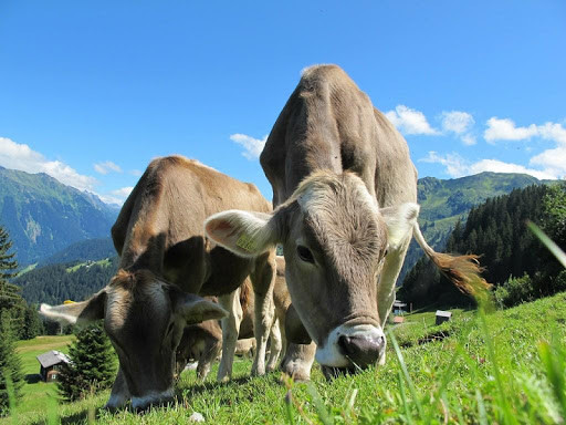Run android online APK Austria wallpapers from MyAndroid or emulate Austria wallpapers using MyAndroid