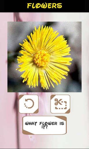 Emulate Automatic Identifier of Flowers by Neural Network from MyAndroid or run Automatic Identifier of Flowers by Neural Network using MyAndroid