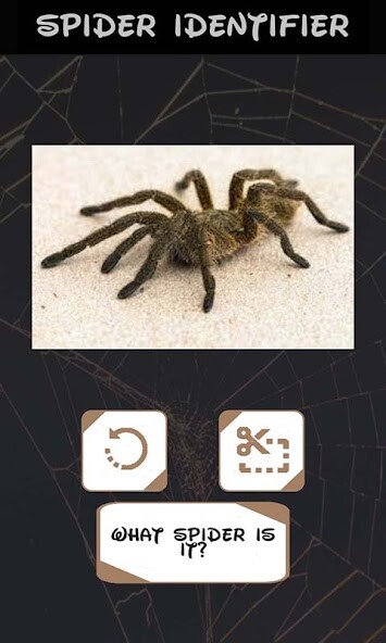 Emulate Automatic spider identifier with neural network from MyAndroid or run Automatic spider identifier with neural network using MyAndroid