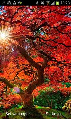 Emulate Android APK Autumn Background Wallpaper Emulate Android APK Autumn Background Wallpaper