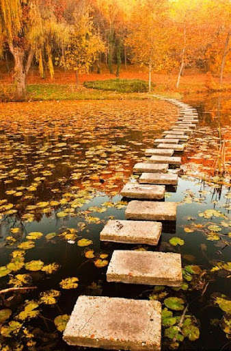 Run android online APK Autumn Leaves Wallpapers from MyAndroid or emulate Autumn Leaves Wallpapers using MyAndroid Run android online APK Autumn Leaves Wallpapers from MyAndroid or emulate Autumn Leaves Wallpapers using MyAndroid