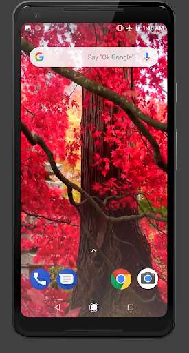 Run android online APK Autumn Maple Leaves Video Wallpaper from MyAndroid or emulate Autumn Maple Leaves Video Wallpaper using MyAndroid