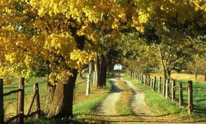 Emulate Android APK Autumn mood 3 Emulate Android APK Autumn mood 3