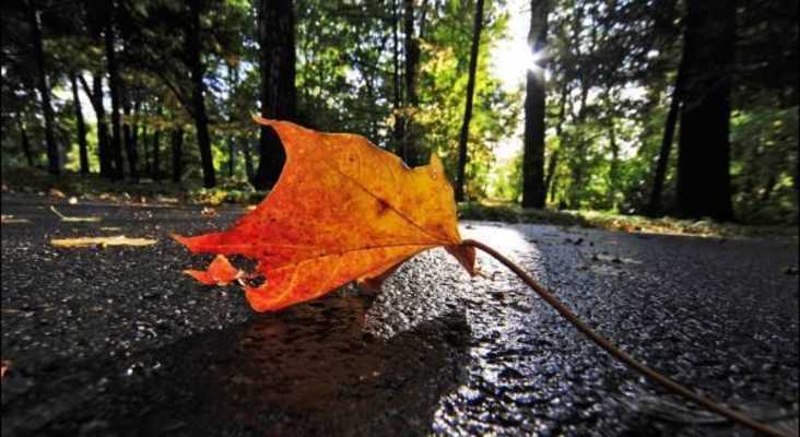 Emulate Android APK Autumn mood