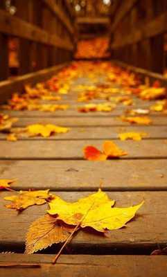 Emulate Android APK Autumn Sounds live wallpaper