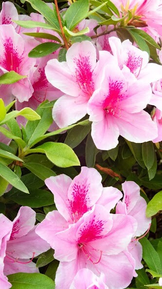 Run android online APK Azalea Wallpaper from MyAndroid or emulate Azalea Wallpaper using MyAndroid Run android online APK Azalea Wallpaper from MyAndroid or emulate Azalea Wallpaper using MyAndroid