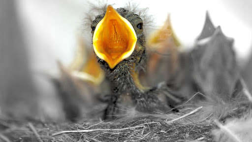 Emulate Android APK Baby Birds. Nature Wallpapers