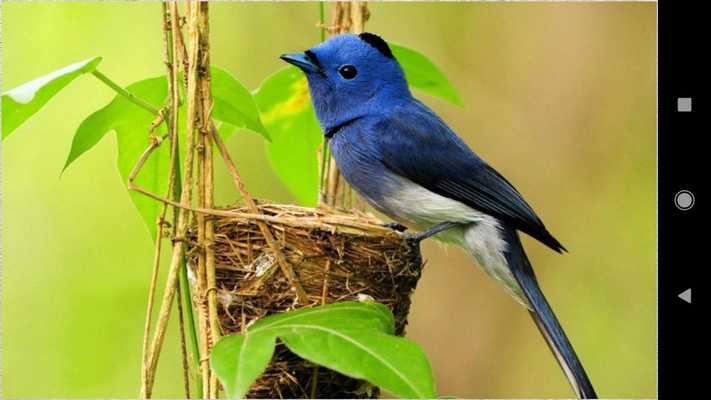 Emulate Android APK Baby Bird Wallpapers Emulate Android APK Baby Bird Wallpapers