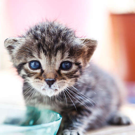 Run android online APK Baby Cats Rotate Puzzle FREE from MyAndroid or emulate Baby Cats Rotate Puzzle FREE using MyAndroid Run android online APK Baby Cats Rotate Puzzle FREE from MyAndroid or emulate Baby Cats Rotate Puzzle FREE using MyAndroid