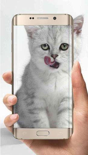 Emulate Android APK Baby Cat Wallpapers