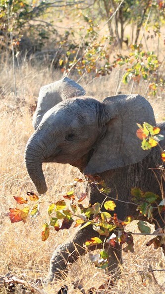 Run android online APK Baby Elephant Wallpaper from MyAndroid or emulate Baby Elephant Wallpaper using MyAndroid Run android online APK Baby Elephant Wallpaper from MyAndroid or emulate Baby Elephant Wallpaper using MyAndroid