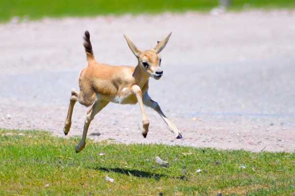 Emulate Android APK Baby Gazelle Wallpaper Images