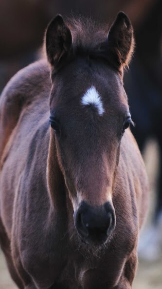 Run android online APK Baby Horse Wallpaper from MyAndroid or emulate Baby Horse Wallpaper using MyAndroid Run android online APK Baby Horse Wallpaper from MyAndroid or emulate Baby Horse Wallpaper using MyAndroid