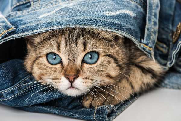 Emulate Android APK Baby Kittens Wallpapers Free Emulate Android APK Baby Kittens Wallpapers Free