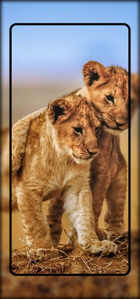 Run android online APK Baby Lion Wallpaper from MyAndroid or emulate Baby Lion Wallpaper using MyAndroid Run android online APK Baby Lion Wallpaper from MyAndroid or emulate Baby Lion Wallpaper using MyAndroid
