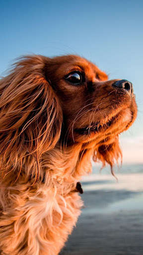 Run android online APK Baby puppy wallpaper from MyAndroid or emulate Baby puppy wallpaper using MyAndroid