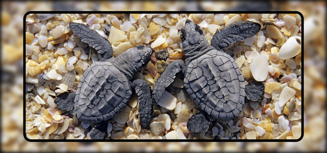 Run android online APK Baby Turtle Wallpaper from MyAndroid or emulate Baby Turtle Wallpaper using MyAndroid Run android online APK Baby Turtle Wallpaper from MyAndroid or emulate Baby Turtle Wallpaper using MyAndroid