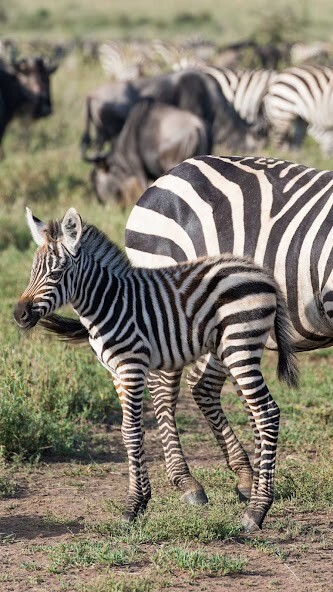 Run android online APK Baby Zebra Wallpaper from MyAndroid or emulate Baby Zebra Wallpaper using MyAndroid Run android online APK Baby Zebra Wallpaper from MyAndroid or emulate Baby Zebra Wallpaper using MyAndroid