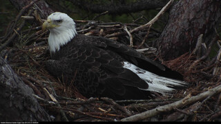 Emulate iPhone app Bald Eagle Cams using MyAndroid Emulate iPhone app Bald Eagle Cams using MyAndroid
