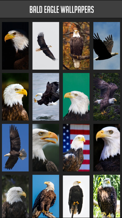 Run android online APK Bald Eagle Wallpapers from MyAndroid or emulate Bald Eagle Wallpapers using MyAndroid