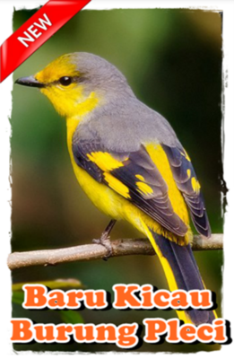 Emulate Android APK Baru Kicau Burung Pleci Emulate Android APK Baru Kicau Burung Pleci