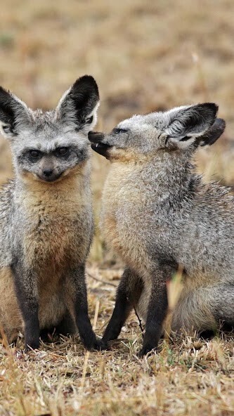 Run android online APK Bat Eared Fox Wallpaper from MyAndroid or emulate Bat Eared Fox Wallpaper using MyAndroid Run android online APK Bat Eared Fox Wallpaper from MyAndroid or emulate Bat Eared Fox Wallpaper using MyAndroid