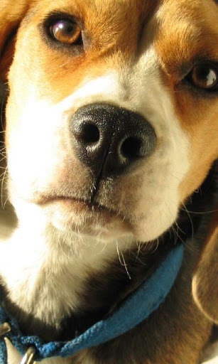 Run android online APK Beagle Dogs Wallpapers from MyAndroid or emulate Beagle Dogs Wallpapers using MyAndroid Run android online APK Beagle Dogs Wallpapers from MyAndroid or emulate Beagle Dogs Wallpapers using MyAndroid