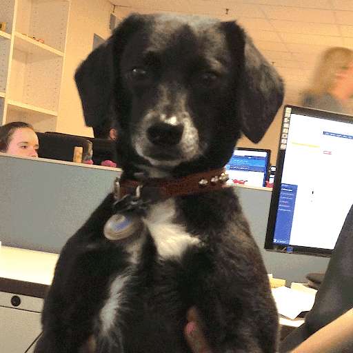 Emulate Android APK Beans, the Dog Emulate Android APK Beans, the Dog