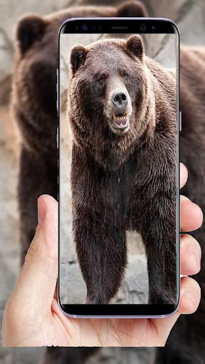 Run android online APK Bear Full HD Wallpaper from MyAndroid or emulate Bear Full HD Wallpaper using MyAndroid