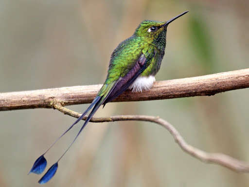 Run android online APK Beautiful And Breathtaking Rare Bird wallpapers HD from MyAndroid or emulate Beautiful And Breathtaking Rare Bird wallpapers HD using MyAndroid Run android online APK Beautiful And Breathtaking Rare Bird wallpapers HD from MyAndroid or emulate Beautiful And Breathtaking Rare Bird wallpapers HD using MyAndroid