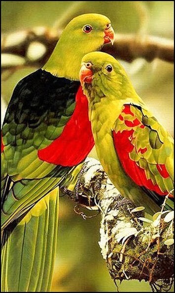 Run android online APK Beautiful Birds Wallpapers from MyAndroid or emulate Beautiful Birds Wallpapers using MyAndroid