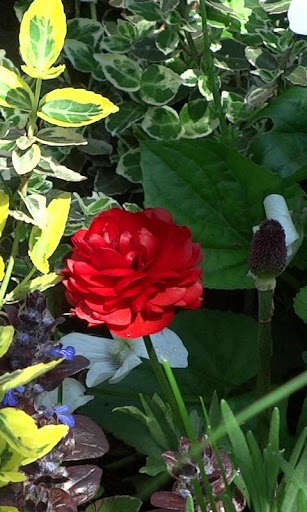 Emulate Android APK Beautiful blooming buttercups Emulate Android APK Beautiful blooming buttercups