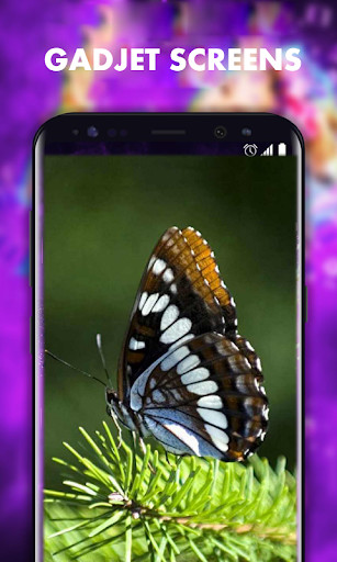 Run android online APK Beautiful Butterfly Wallpapers HD from MyAndroid or emulate Beautiful Butterfly Wallpapers HD using MyAndroid Run android online APK Beautiful Butterfly Wallpapers HD from MyAndroid or emulate Beautiful Butterfly Wallpapers HD using MyAndroid