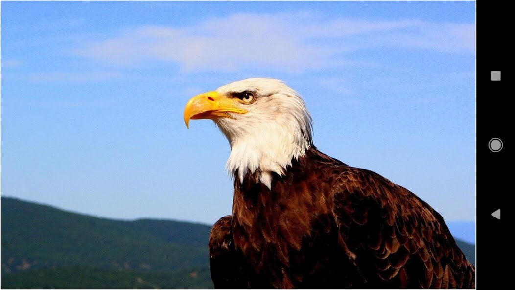 Run android online APK Beautiful Eagle Backgrounds from MyAndroid or emulate Beautiful Eagle Backgrounds using MyAndroid Run android online APK Beautiful Eagle Backgrounds from MyAndroid or emulate Beautiful Eagle Backgrounds using MyAndroid
