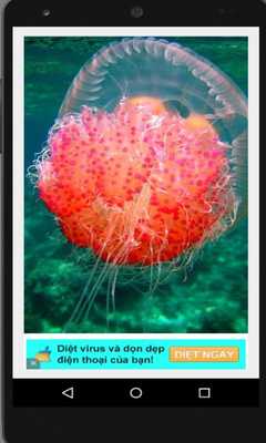 Emulate Android APK Beautiful Jellyfish Pics Emulate Android APK Beautiful Jellyfish Pics