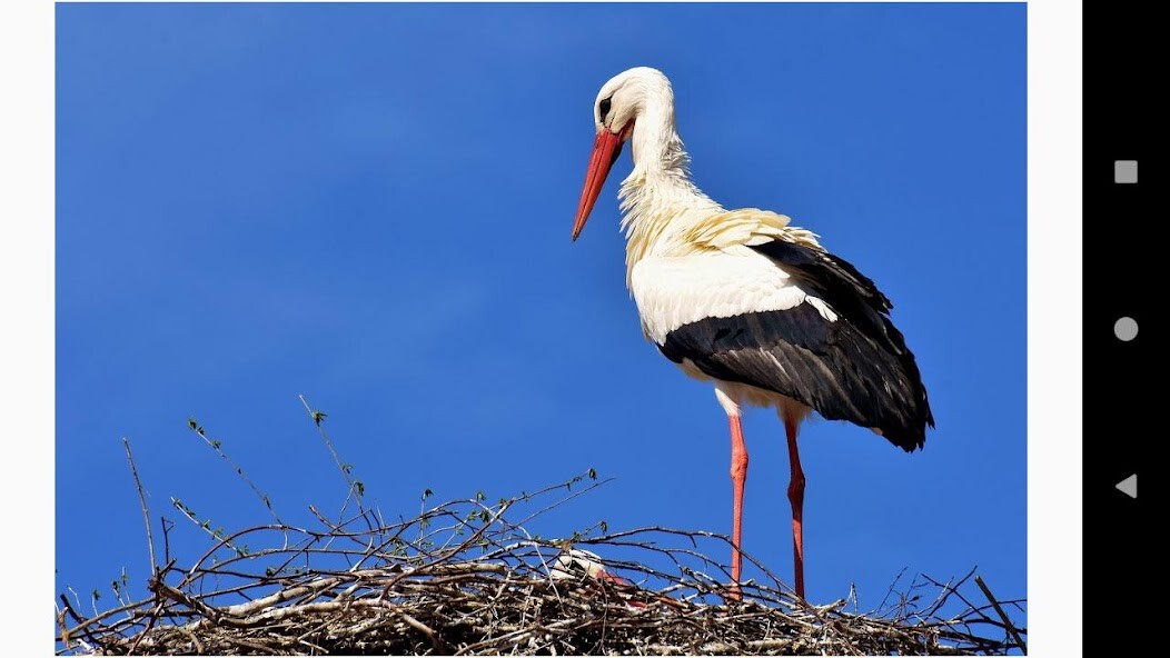 Run android online APK Beautiful Stork Wallpapers from MyAndroid or emulate Beautiful Stork Wallpapers using MyAndroid Run android online APK Beautiful Stork Wallpapers from MyAndroid or emulate Beautiful Stork Wallpapers using MyAndroid