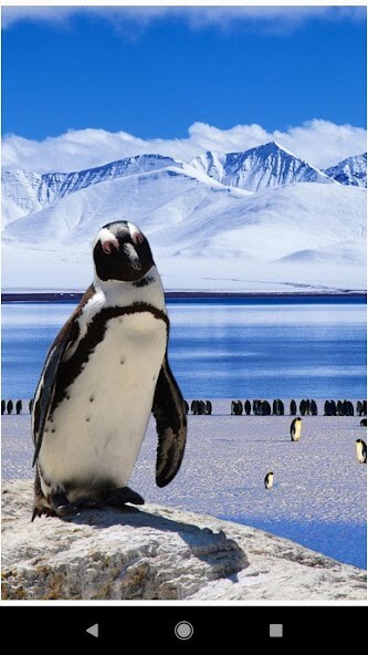 Run android online APK Beautiful Winter Backgrounds from MyAndroid or emulate Beautiful Winter Backgrounds using MyAndroid