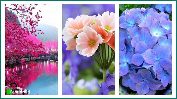 Emulate Android APK Beauty Flowers Wallpaper