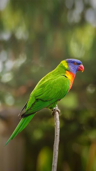 Run android online APK BeautyWalls -  Cool Wallpaper from MyAndroid or emulate BeautyWalls -  Cool Wallpaper using MyAndroid