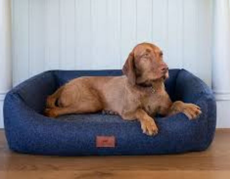 Run android online APK bed for dogs shopping online from MyAndroid or emulate bed for dogs shopping online using MyAndroid Run android online APK bed for dogs shopping online from MyAndroid or emulate bed for dogs shopping online using MyAndroid