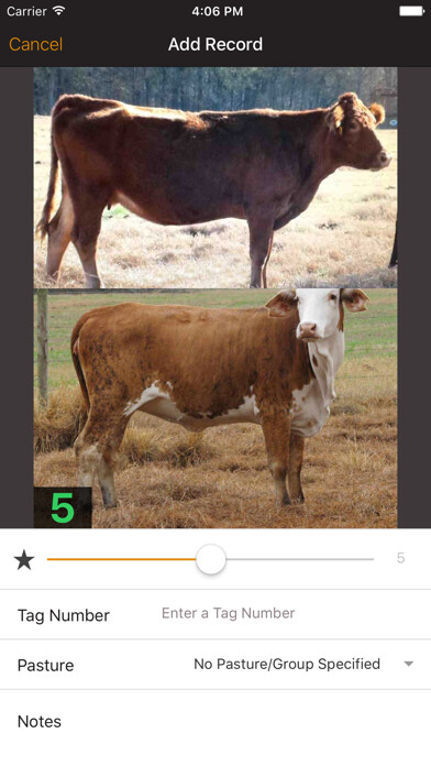 Emulate iPhone app Beef Cow BCS using MyAndroid Emulate iPhone app Beef Cow BCS using MyAndroid
