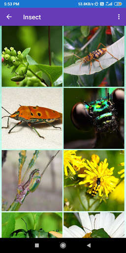 Run android online APK Bee, Grasshopper, Insect Wallpapers from MyAndroid or emulate Bee, Grasshopper, Insect Wallpapers using MyAndroid Run android online APK Bee, Grasshopper, Insect Wallpapers from MyAndroid or emulate Bee, Grasshopper, Insect Wallpapers using MyAndroid