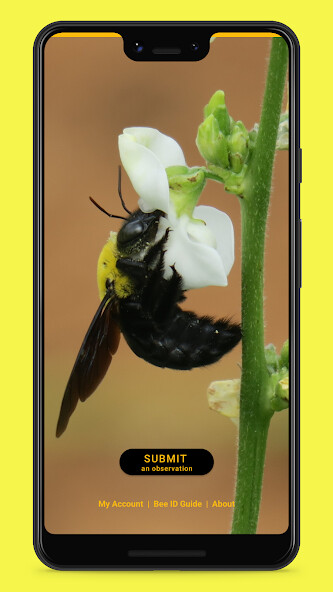 Run android online APK Bee Hotel from MyAndroid or emulate Bee Hotel using MyAndroid