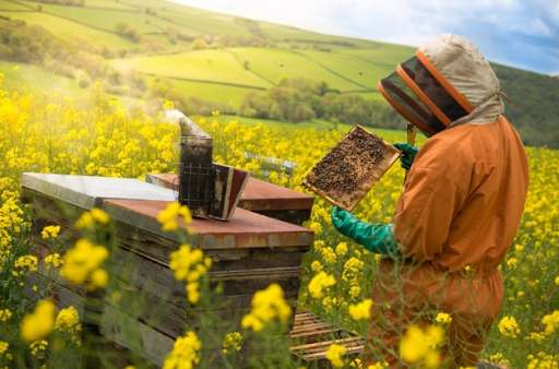 Run android online APK Beekeeping, bees and organic honey. Beekeeper from MyAndroid or emulate Beekeeping, bees and organic honey. Beekeeper using MyAndroid Run android online APK Beekeeping, bees and organic honey. Beekeeper from MyAndroid or emulate Beekeeping, bees and organic honey. Beekeeper using MyAndroid