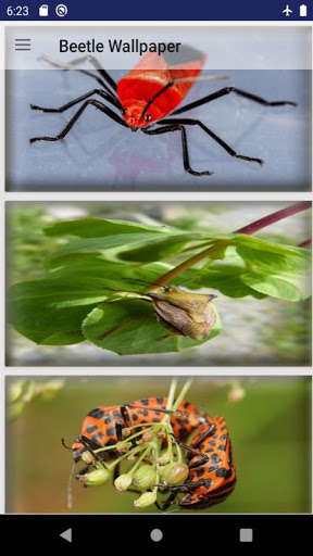 Run android online APK Beetle Wallpaper from MyAndroid or emulate Beetle Wallpaper using MyAndroid Run android online APK Beetle Wallpaper from MyAndroid or emulate Beetle Wallpaper using MyAndroid