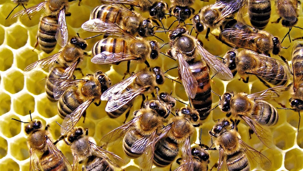 Run android online APK Bee Wallpaper HD from MyAndroid or emulate Bee Wallpaper HD using MyAndroid Run android online APK Bee Wallpaper HD from MyAndroid or emulate Bee Wallpaper HD using MyAndroid